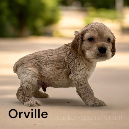 puppy, for, sale, Cocker Spaniel, Joe & Cherri  Overlease, dog, breeder, Miller, MO, dog-breeder, puppy-for-sale, forsale, nearby, find, puppyfind, locator, puppylocator, aca